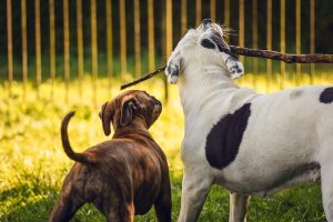 Pulhas em cães e gatos - Como resolver